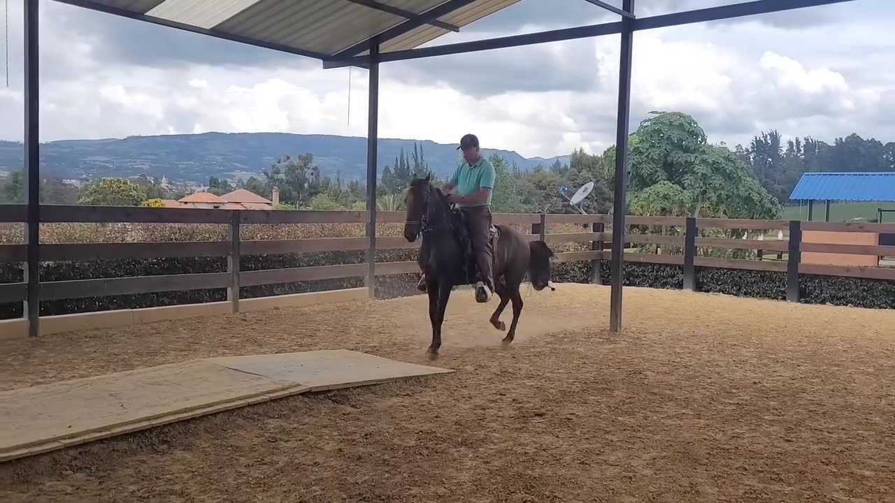 Caballo de paso en el picadero