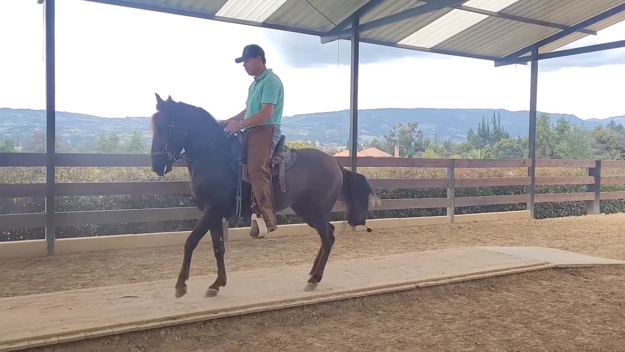 Ejemplar al paso fino